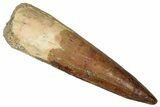 Fossil Spinosaurus Tooth - Real Dinosaur Tooth #360128-1